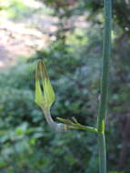 Image de Ceropegia juncea Roxb.