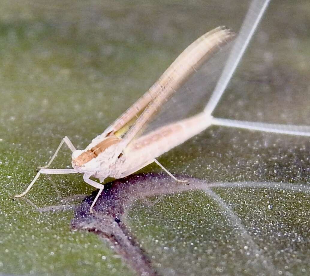 Image of Callibaetis californicus Banks 1900