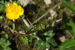 Ranunculus breyninus Crantz的圖片