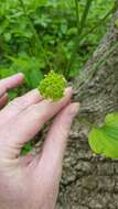 Image de Smilax illinoensis Mangaly