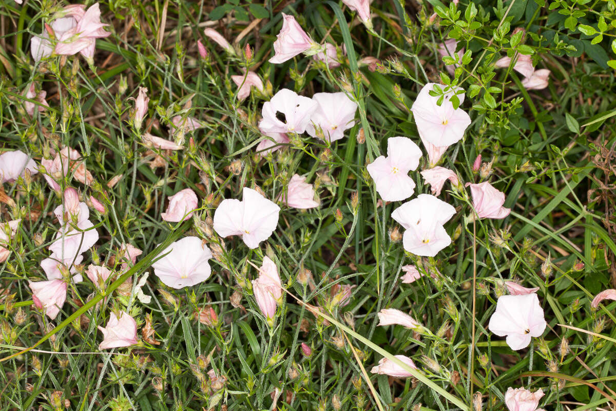 Convolvulus cantabrica L.的圖片