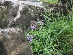 Image of alpine milkvetch