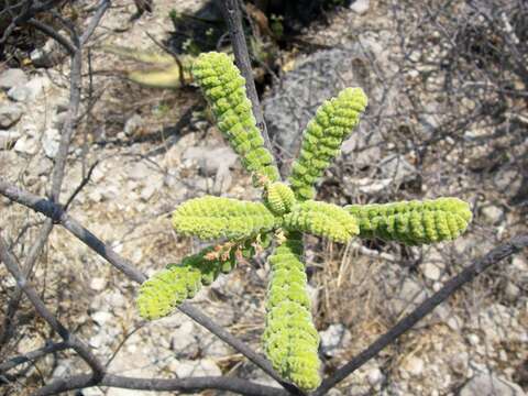 Image of Actinocheita potentillifolia (Turcz.) Bullock