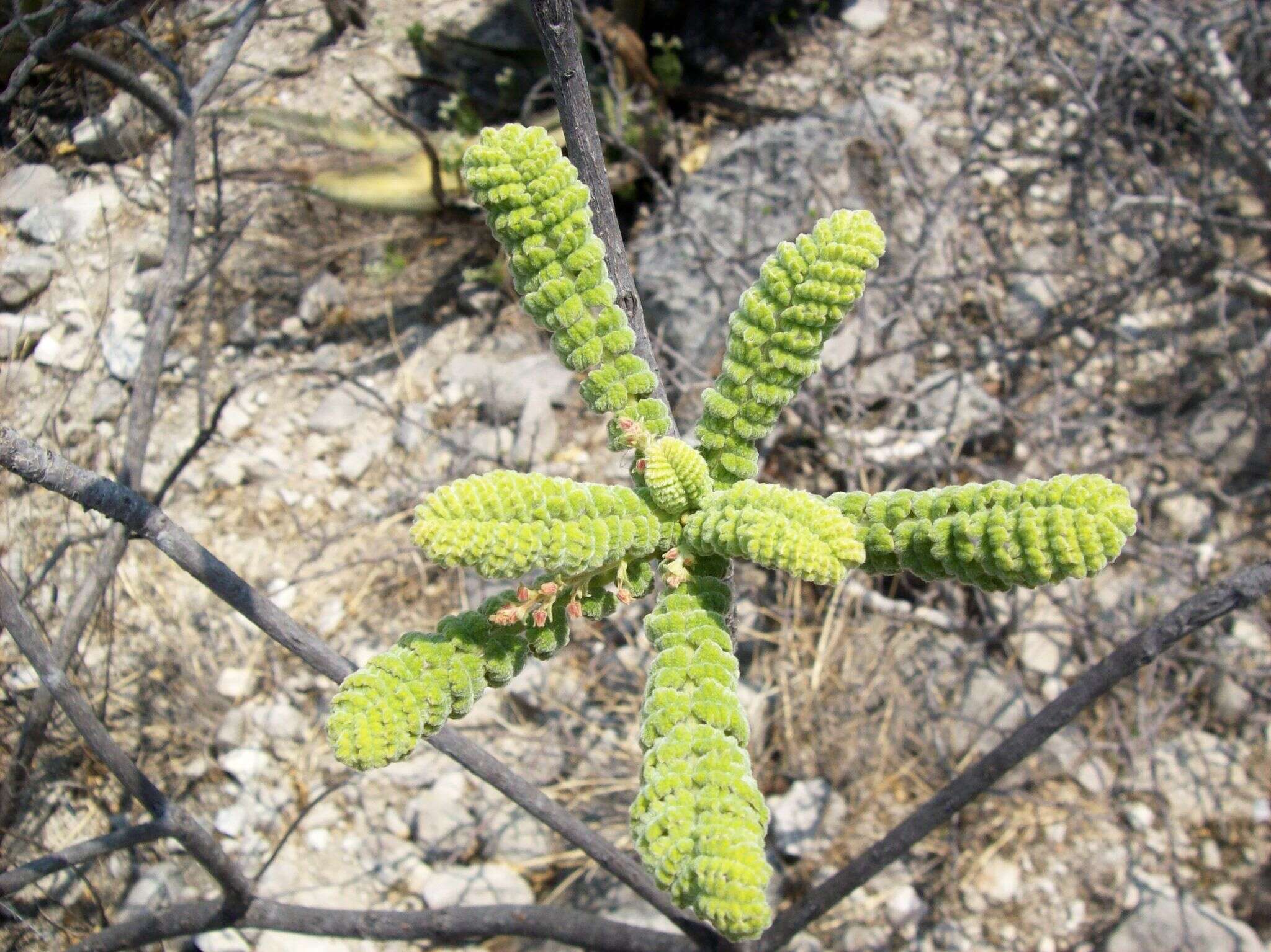 Слика од Actinocheita potentillifolia (Turcz.) Bullock