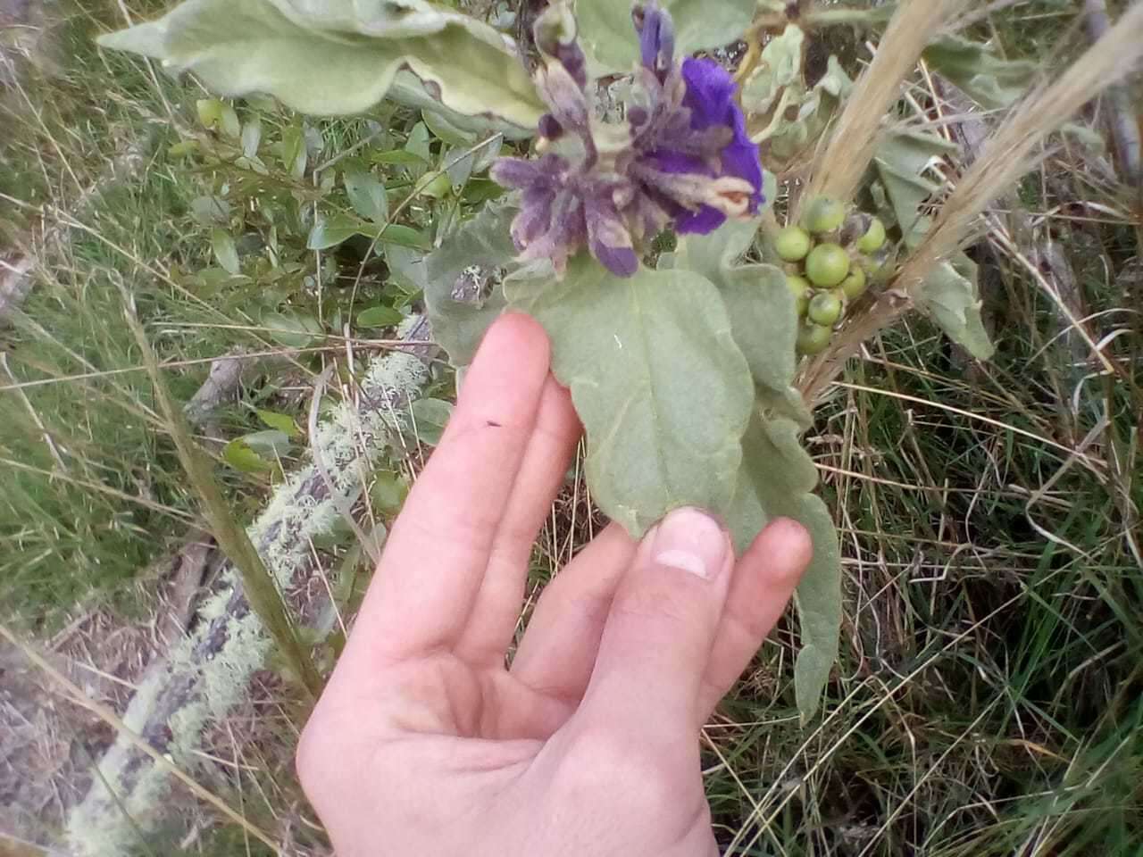 Image of Solanum crinitipes Dun.