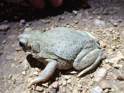 Plancia ëd Anaxyrus punctatus (Baird & Girard 1852)