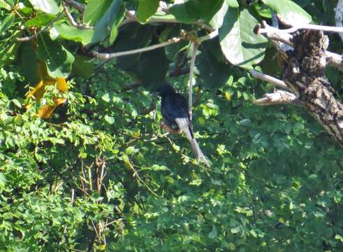 Image of Black Drongo