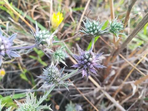 Plancia ëd Eryngium diffusum Torr.