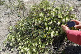 Image of Origanum rotundifolium Boiss.