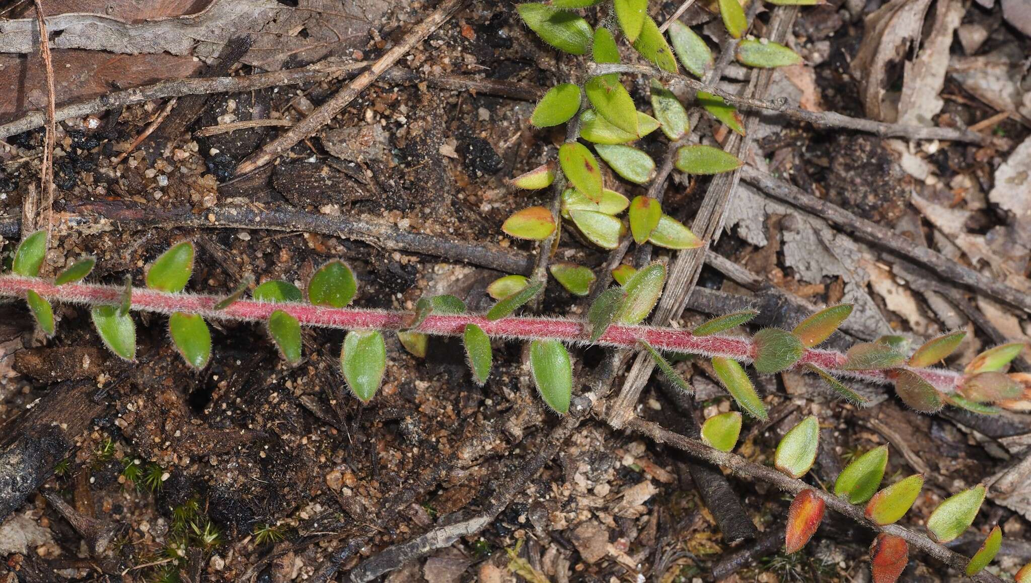 Image of Acrotriche prostrata F. Muell.