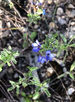 Image of Halgania cyanea Lindley