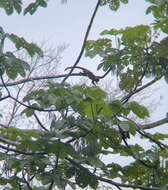 Image of golden-mantled tamarin