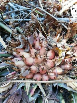 Sivun Bromelia karatas L. kuva