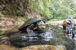 Image of Manning River snapping turtle