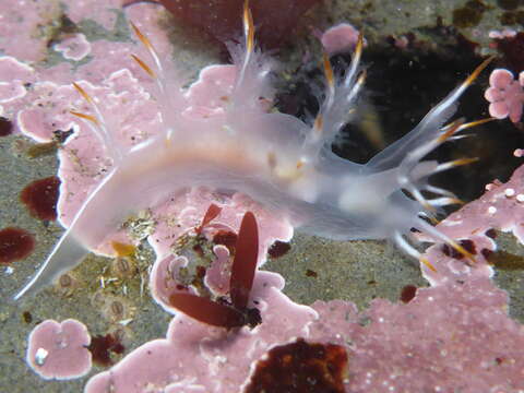 Image of Dendronotus albus MacFarland 1966