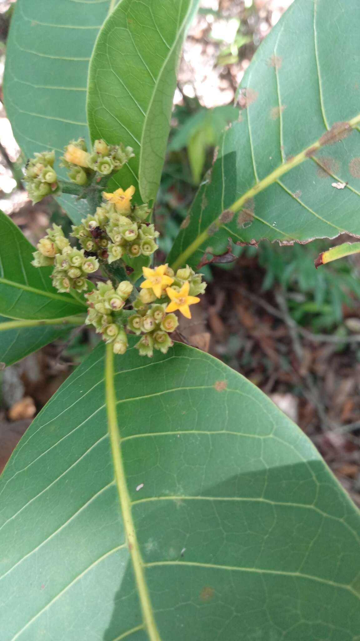 Image of Psychotria berizokae (Bremek.) A. P. Davis & Govaerts