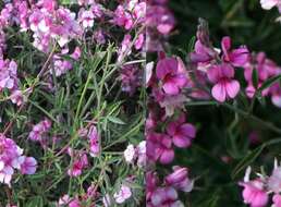 Image of Indigofera complicata Eckl. & Zeyh.