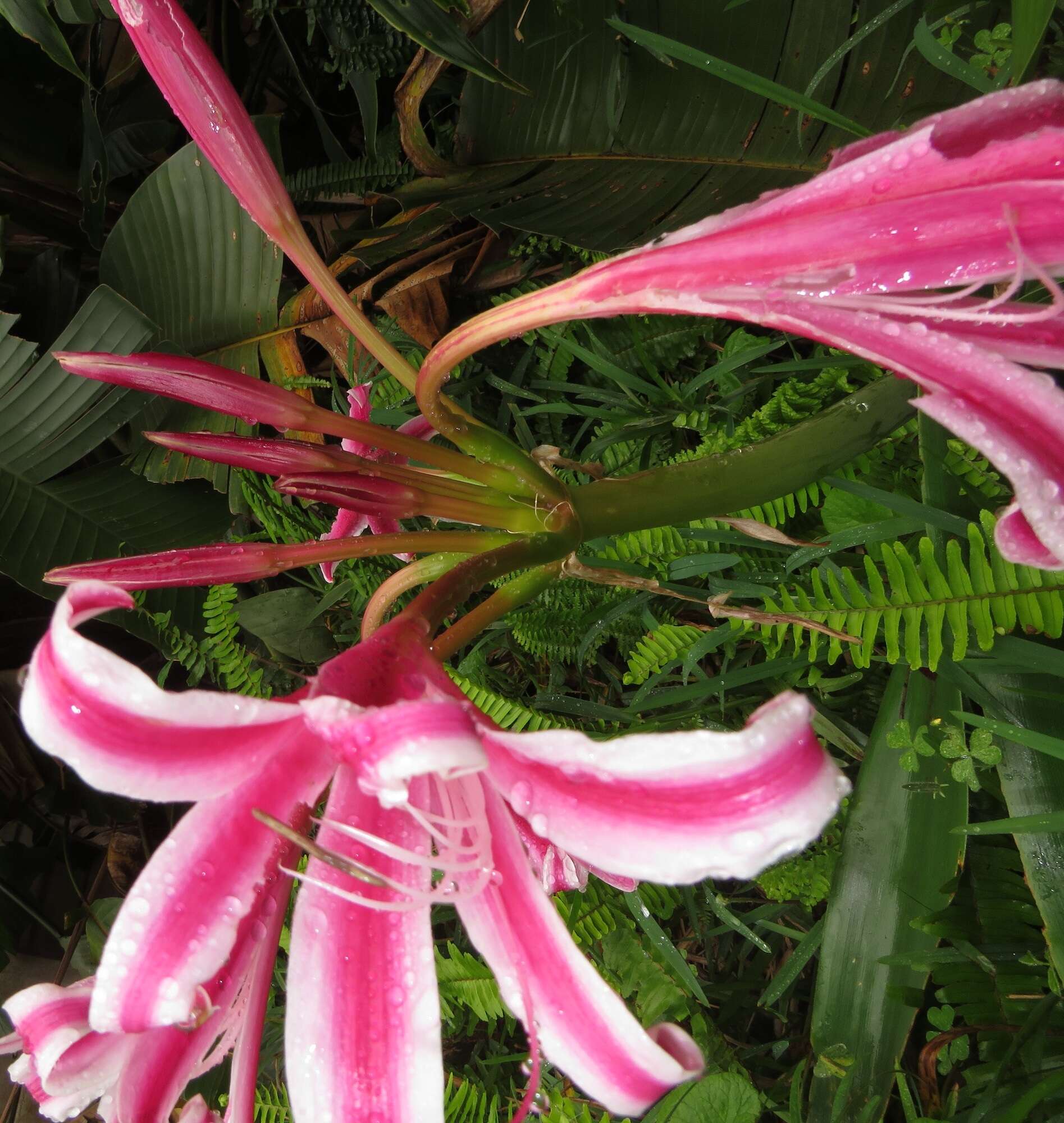 Image of Candy-striped crinum