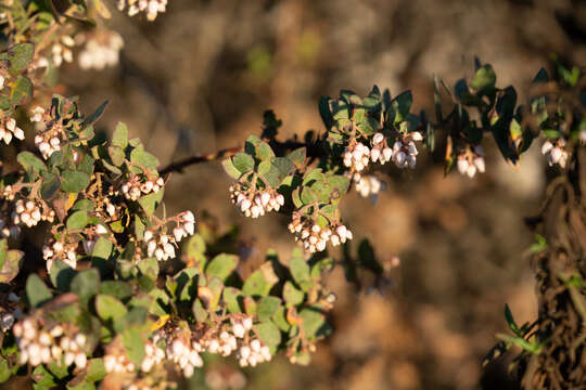 Image of Pajaro manzanita