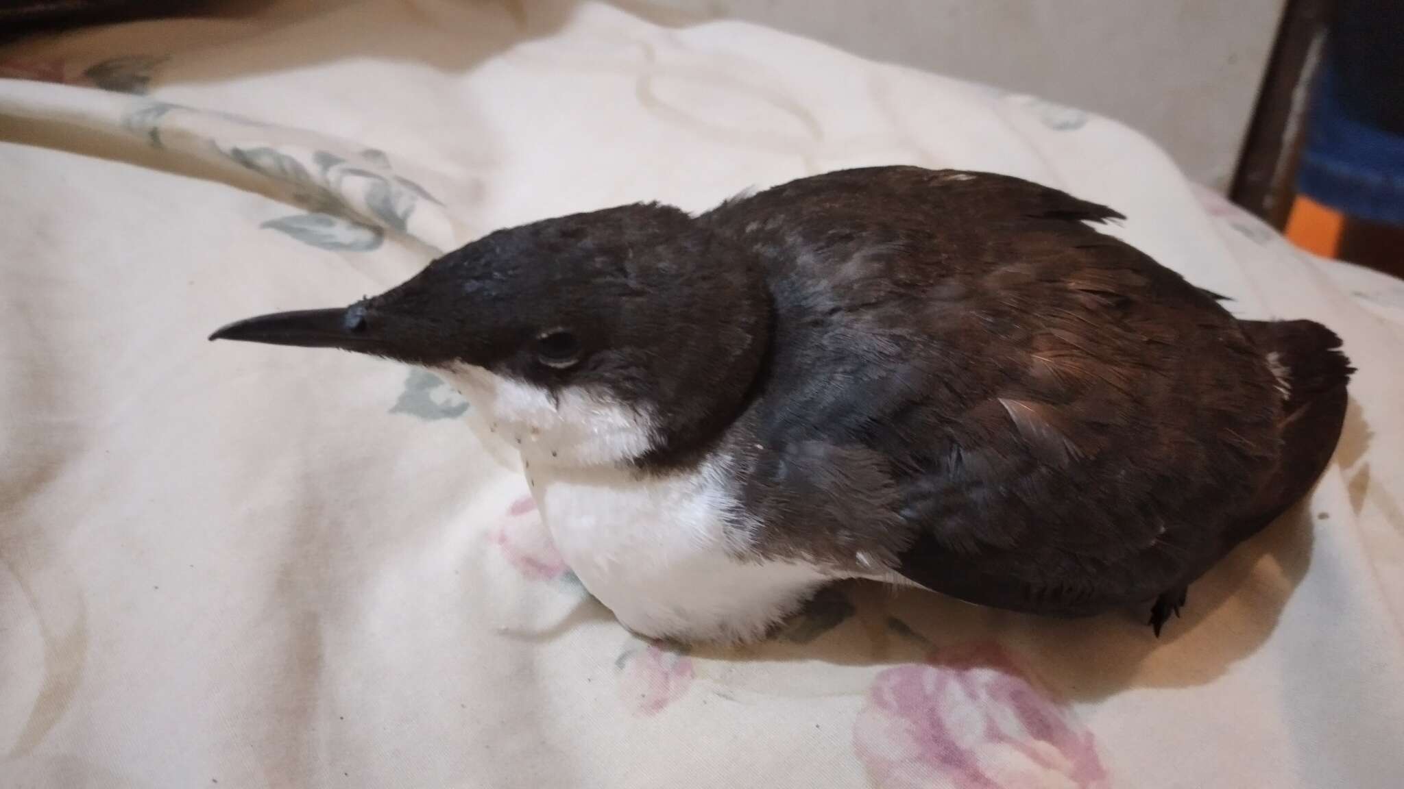 Image of Craveri's Murrelet