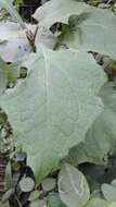 Image of Smallanthus riparius (Kunth) H. Rob.