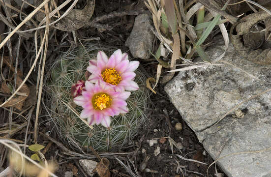 صورة Turbinicarpus saueri subsp. knuthianus (Boed.) Lüthy