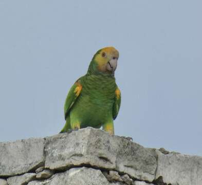 Image of Yellow-shouldered Amazon