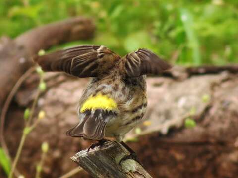 Image of Myrtle Warbler