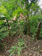 Image de Brugmansia insignis (Barb-Rodr.) T. E. Lockwood ex E. Wade Davis