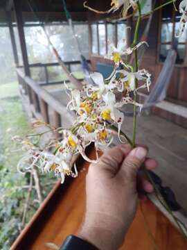 Image of Oncidium cirrhosum (Lindl.) Beer