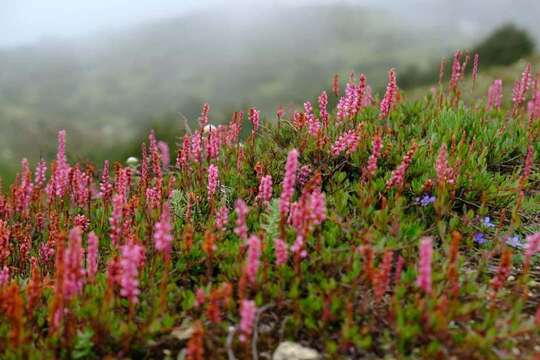 Image of Bistorta vacciniifolia (Wall. ex Meisner) Greene