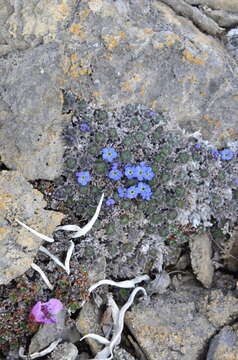 Image of Eritrichium arctisibiricum (Petrovsky) A. P. Khokhr.