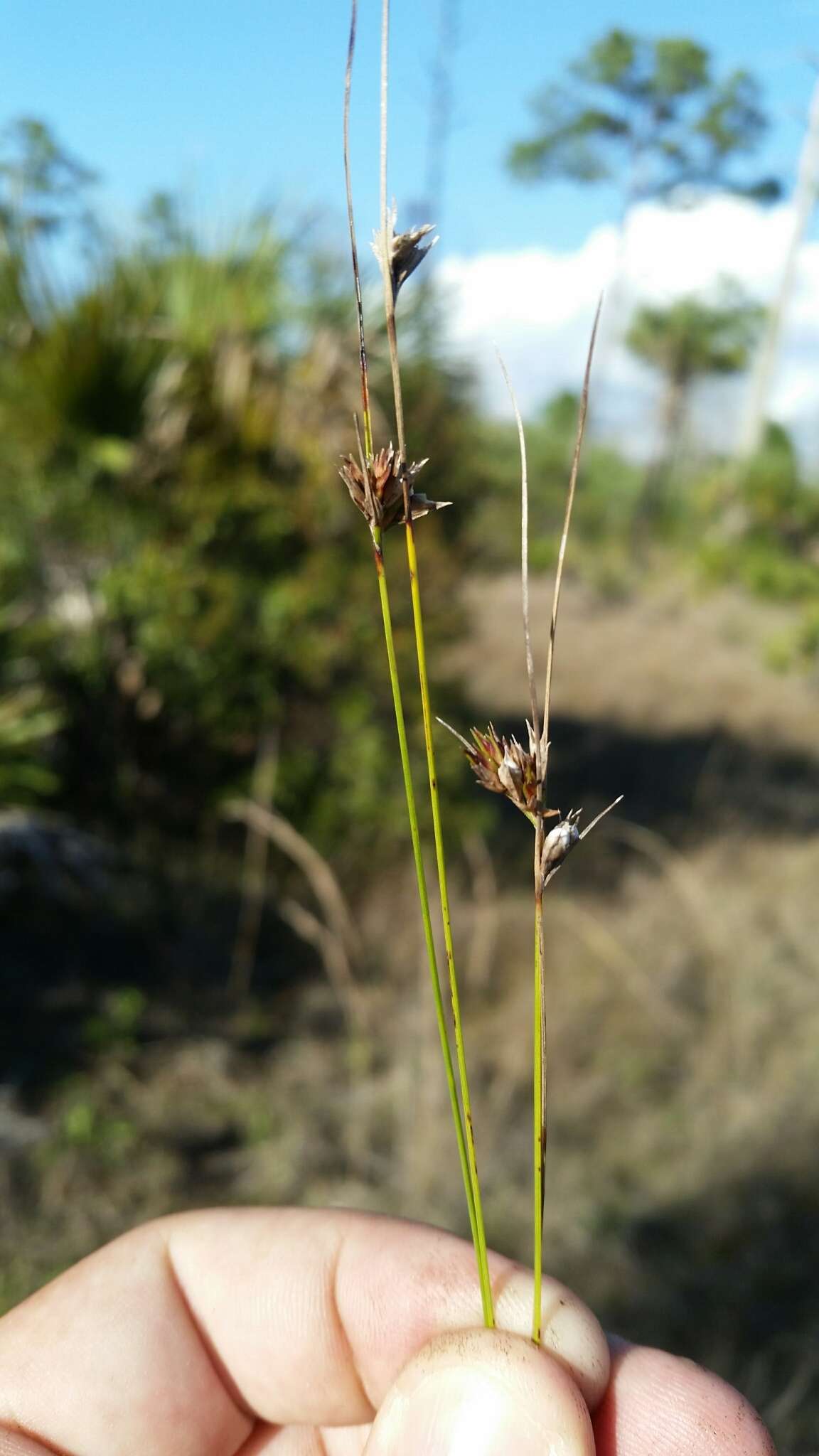 Scleria georgiana Core的圖片