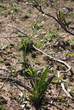 Imagem de Gladiolus recurvus L.