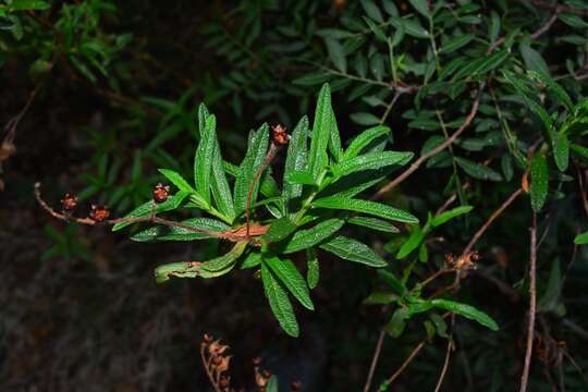 Imagem de Cistus monspeliensis L.