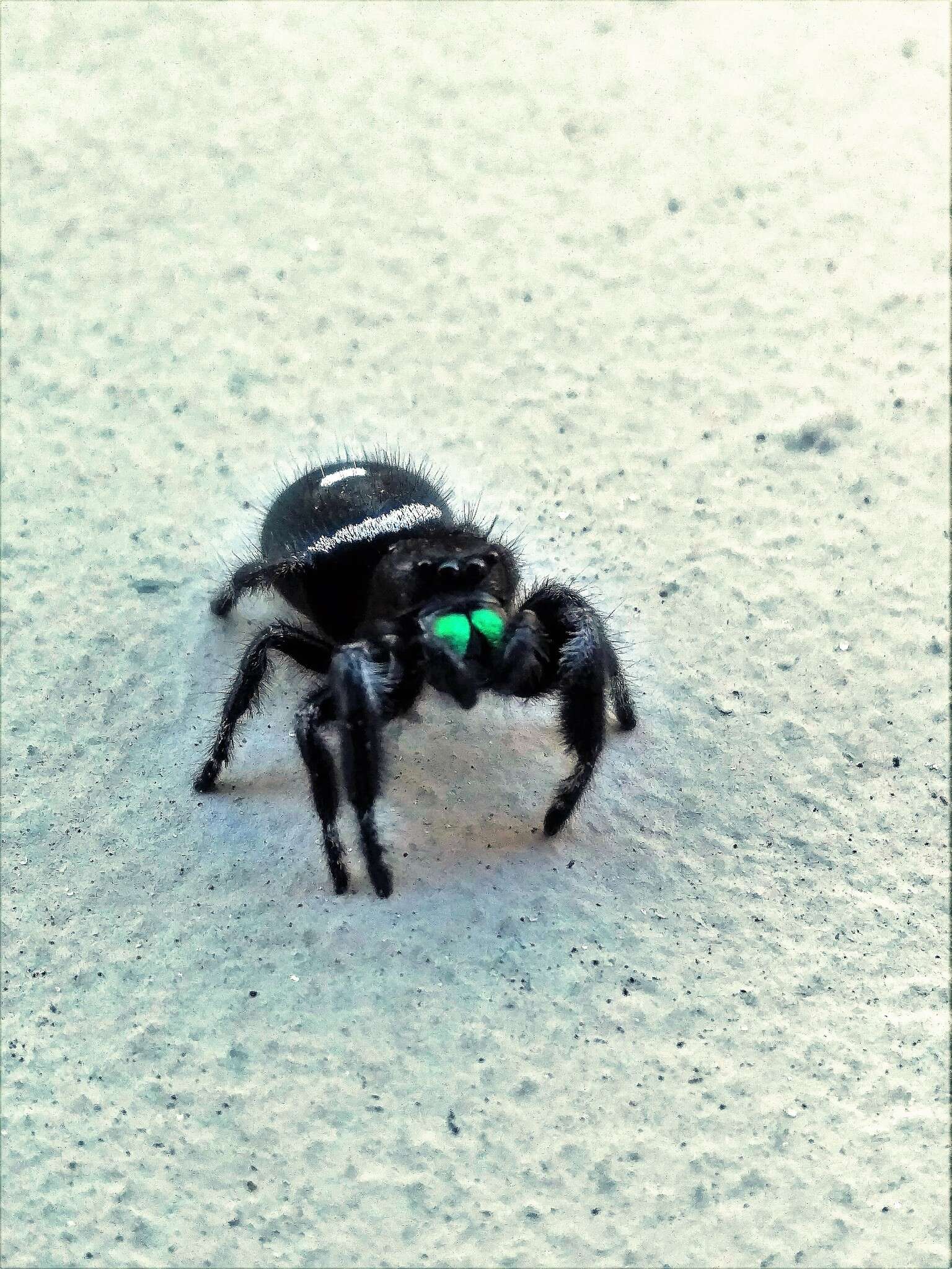 صورة Phidippus regius C. L. Koch 1846