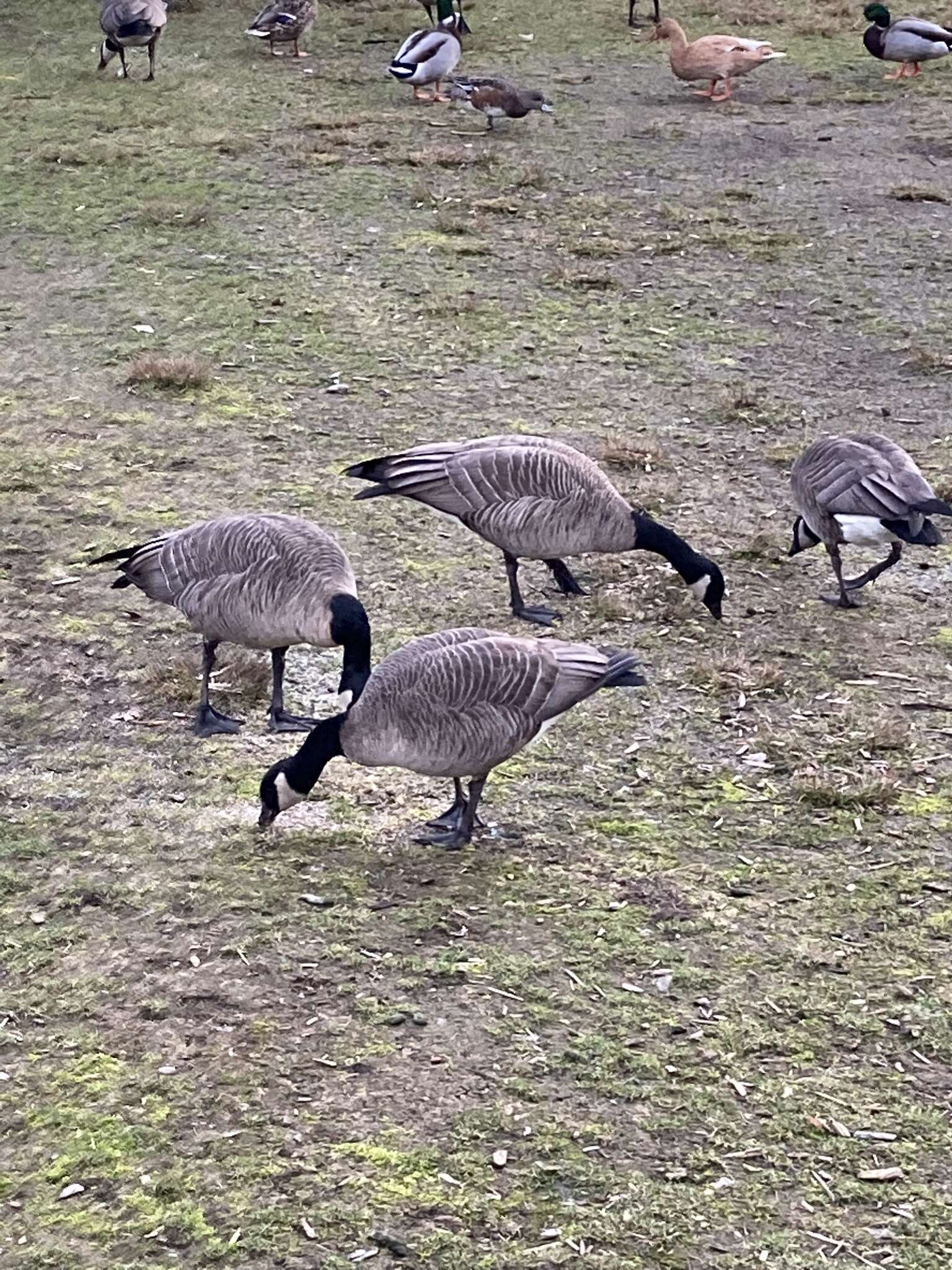 Image of Branta hutchinsii taverneri Delacour 1951