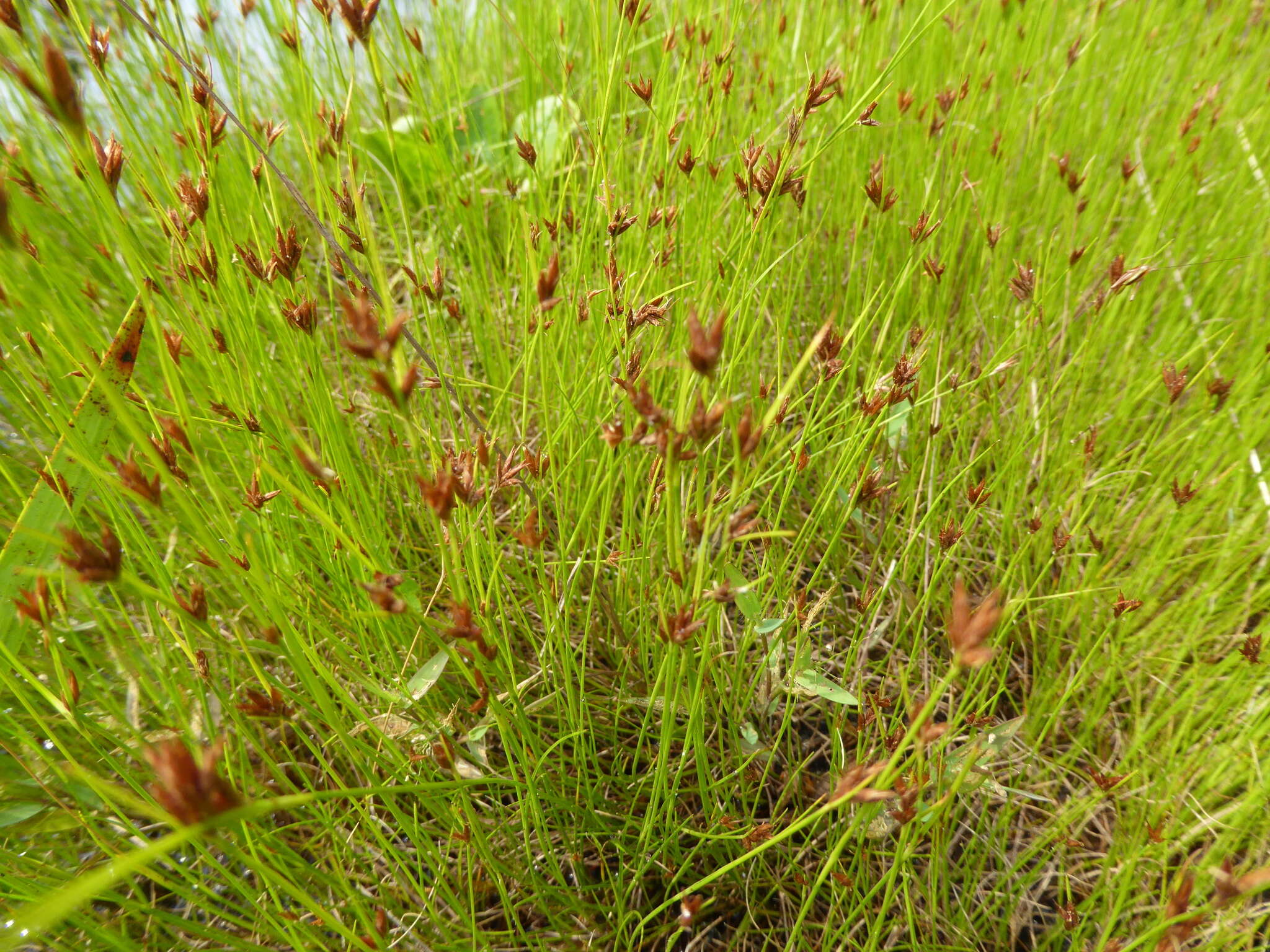 Sivun Rhynchospora pleiantha (Kük.) Gale kuva