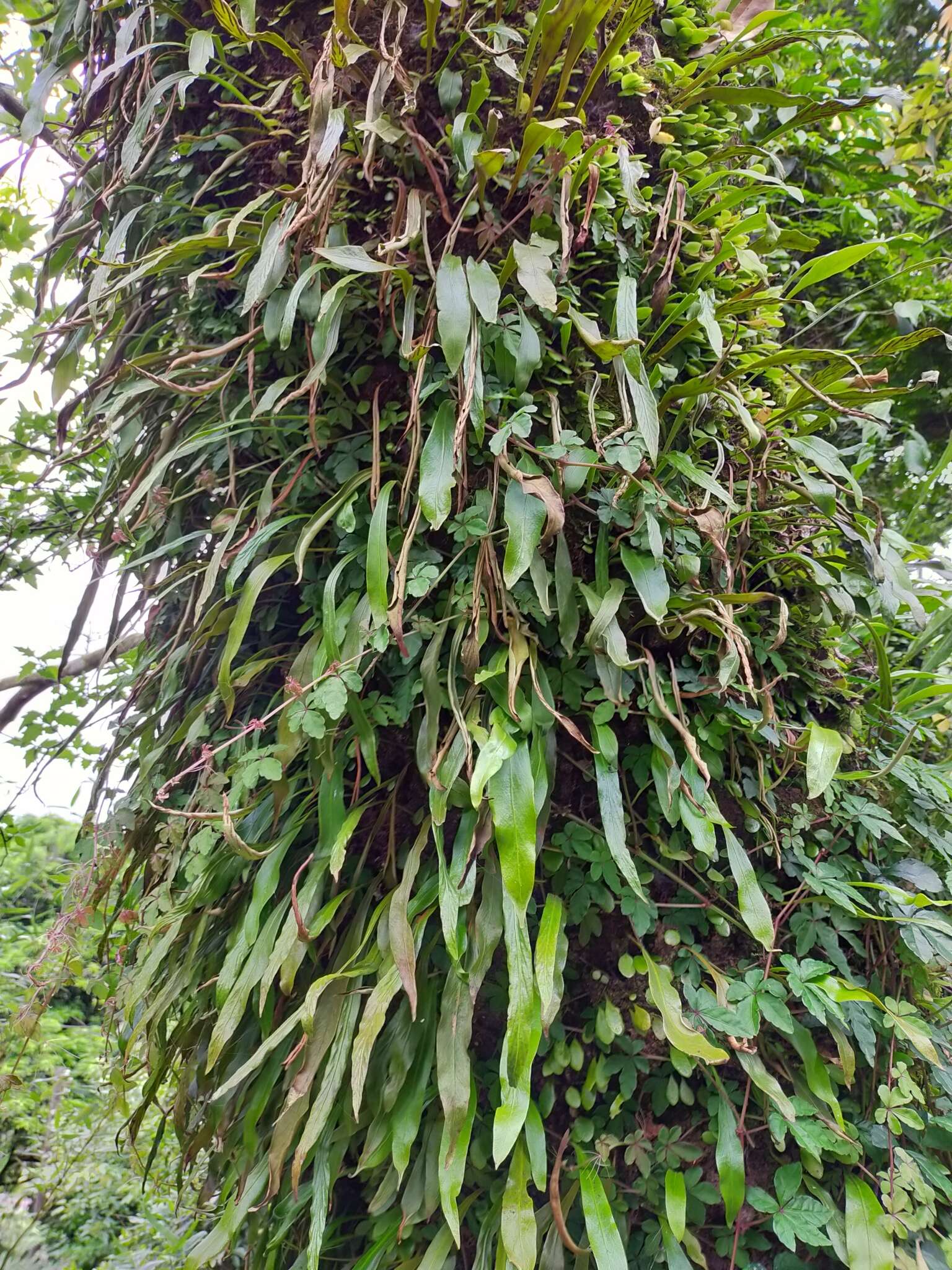 Image of Loxogramme salicifolia (Mak.) Mak.