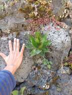 Image of Agave horrida subsp. horrida