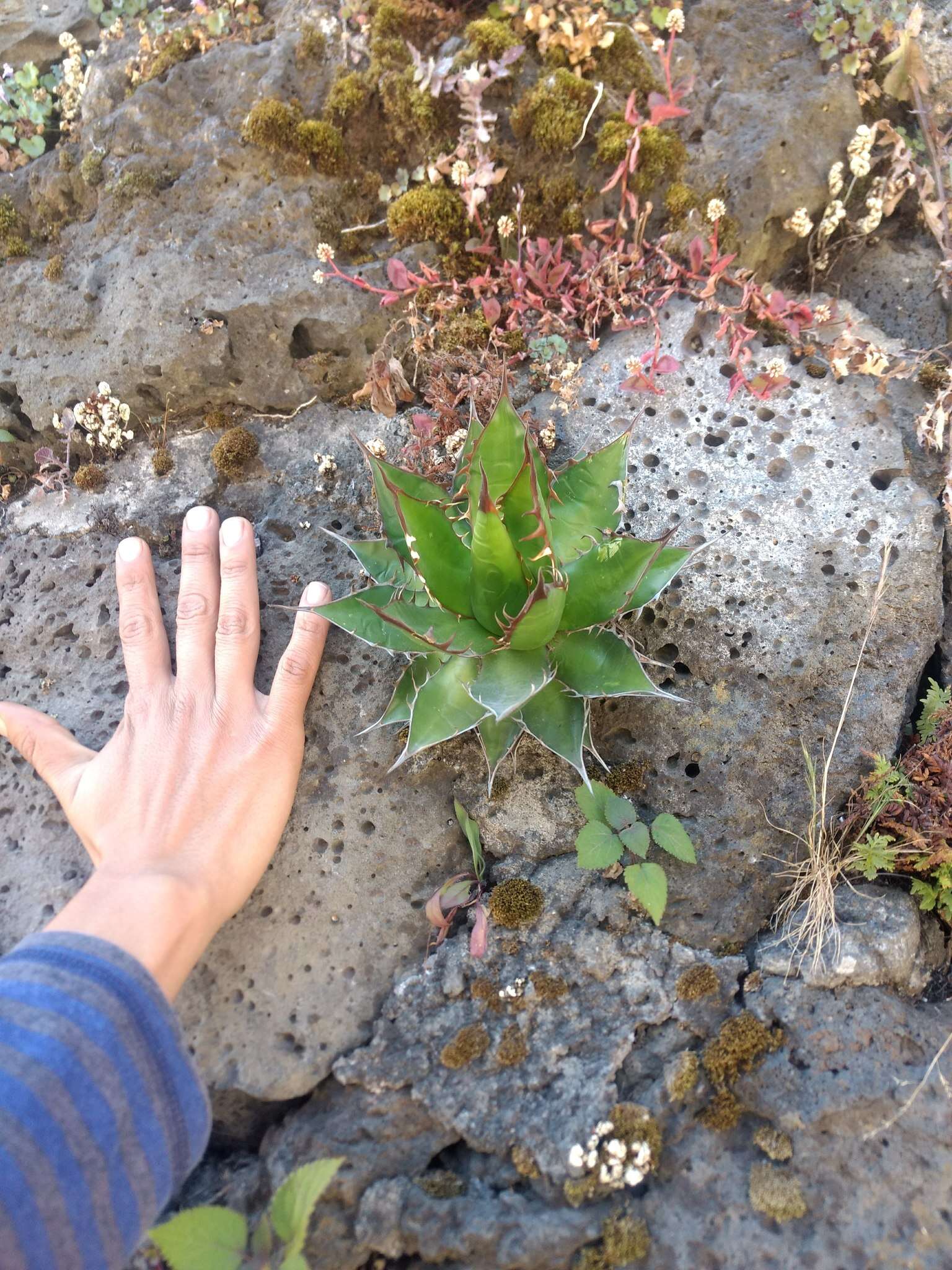 Agave horrida subsp. horrida resmi