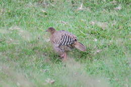 Image of Ceylon Junglefowl