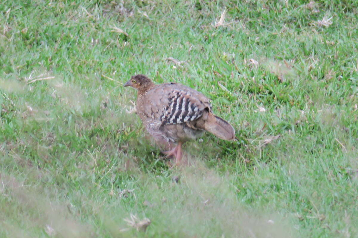 Image of Ceylon Junglefowl