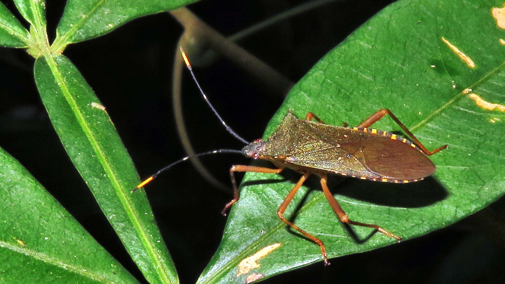 Image of Leptoscelis elongator (Fabricius 1803)