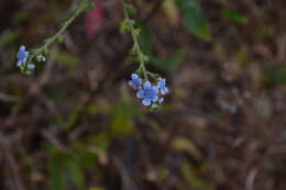 Image of Cynoglossum coelestinum Lindl.