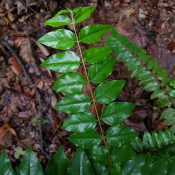 Image of Canthium malayense