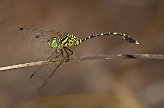 Image of Common Archtail