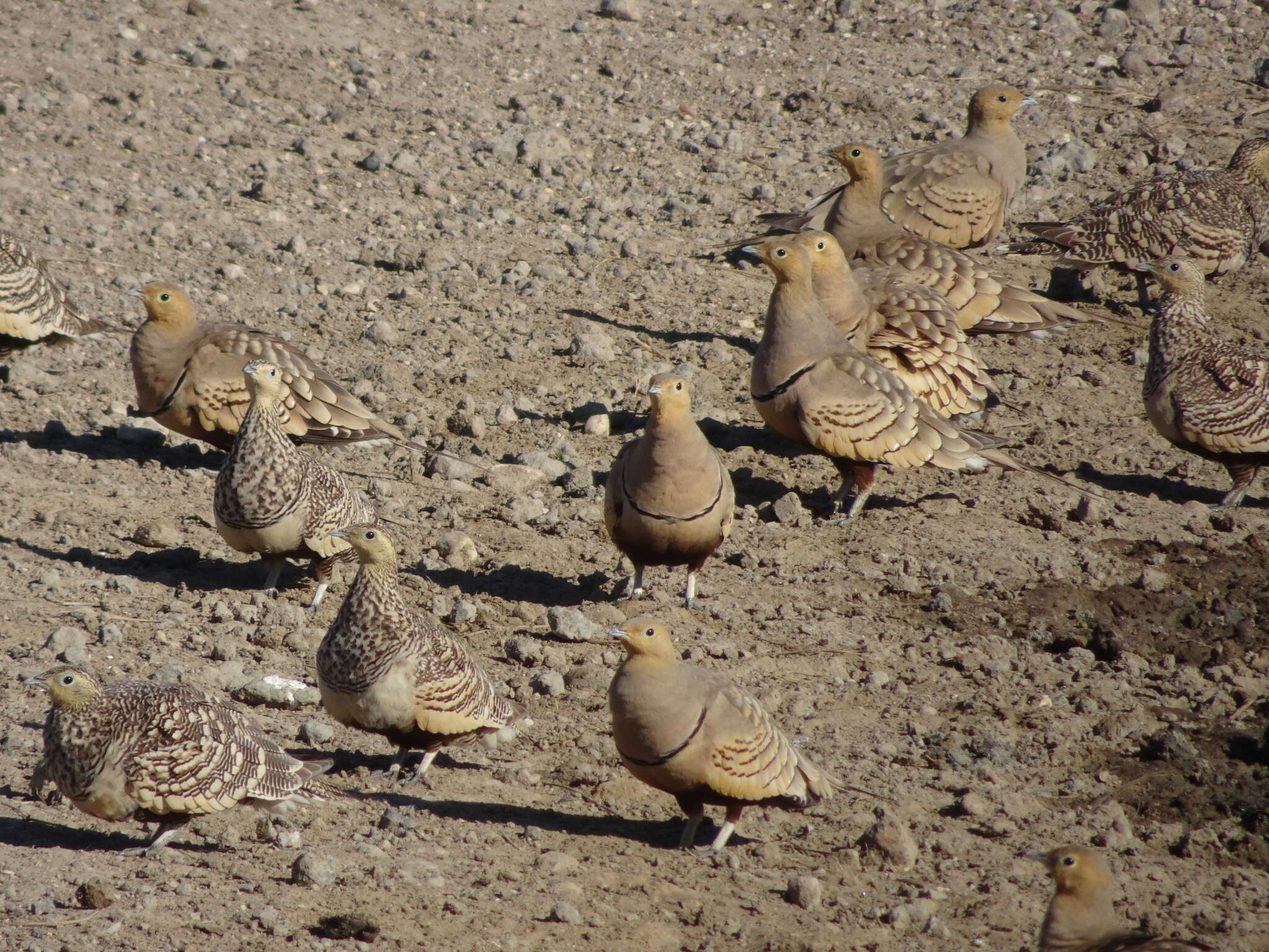 Image of Chestnut-bellied Sandgrouse