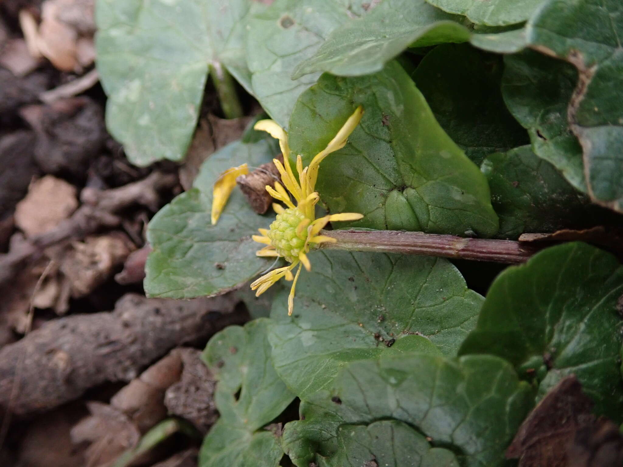 Image of Ficaria verna subsp. fertilis (Laegaard) Stace