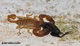 Image of Euscorpius candiota Birula 1903